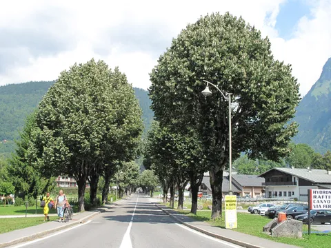 The lime-tree avenue in Samoëns